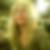 Photo de profil de Pascale Marszewski