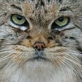Photo de profil de Colette Picard
