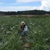 Photo de profil de Françoise Laureaux