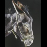 Photo de profil de Pascal Jault