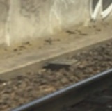 Photo de profil de Patrick Ribeiro