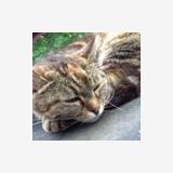 Photo de profil de Nicole Senet
