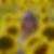 Photo de profil de Sonia Jazat