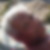 Photo de profil de Roland Duffourd