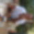 Photo de profil de Vito Di Blasi