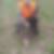 Photo de profil de Gratien Lecarpentier