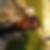 Photo de profil de Thetis Mona