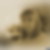Photo de profil de Laurence Brossard