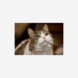 Photo de profil de Anne Gillot
