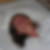 Photo de profil de Tiphaine Martin
