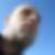 Photo de profil de Angelo Brighton