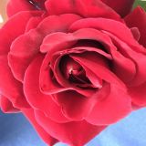 Photo de profil de Eva Le Campion