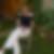 Photo de profil de Petazzi Gass