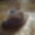 Photo de profil de Mahieddine Bechaa