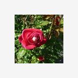 Photo de profil de Laurence Casseron