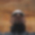 Photo de profil de Bruno Monbeig